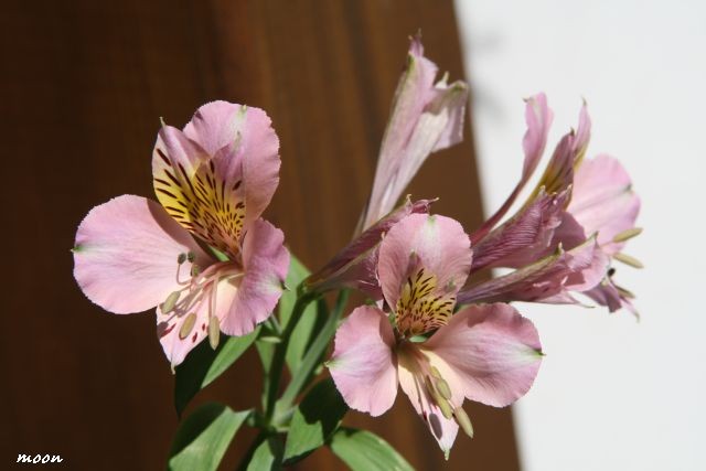 Alstroemeria